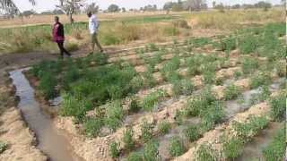 Furrow irrigation using a petrol pump [upl. by Athal]