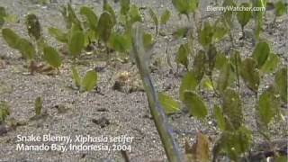 Snake Blenny Xiphasia setifer [upl. by Buckie567]