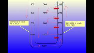 Demystifying the Countercurrent Multiplier [upl. by Bentley]