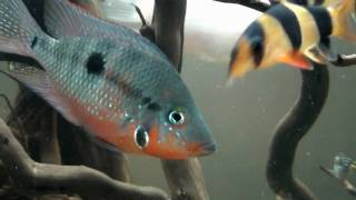 Thorichthys Meeki HD  movie 03  Firemouth Cichlid [upl. by Alikat]