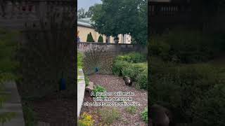 Why peacocks show their feathers [upl. by Goldsmith]