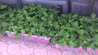 Potting Mix Recipe and Pepper Update 3413 [upl. by Deni]