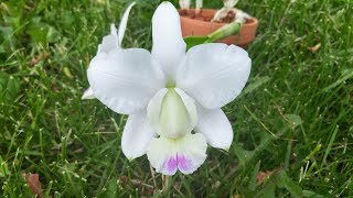 Cattleya walkeriana semi alba Kenny FCCAOS bloomed on my windowsill [upl. by Gauthier13]