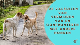 De valkuilen van het vermijden van en confronteren met andere honden [upl. by Antebi397]