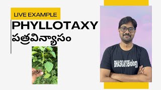 Phyllotaxy  పత్రవిన్యాసం  Explained with Live Examples [upl. by Manning]