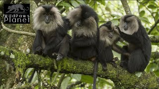 The Majestic LionTailed Macaque A Closer Look [upl. by Siulesoj]