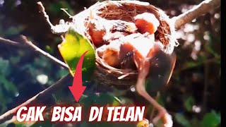 Di Paksa Memakan Serangga Besar  Rhipidura javanica birds [upl. by Nisior436]