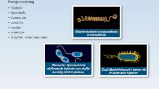 Bakterier [upl. by Evelin]