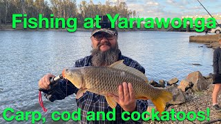 FISHING AT YARRAWONGA carp cod and cockatoos [upl. by Bronez348]