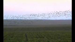 RedBreasted Geese Flying Over Durankulak Lake in Bulgaria [upl. by Elwin]