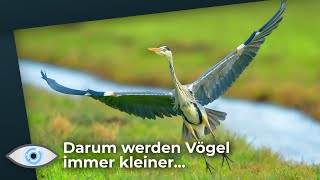 Folge des Klimawandels Tiere schrumpfen [upl. by Osher]