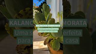 Kalanchoe marmorata  confira o post completo wwwterrariosesuculentascombr [upl. by Htebazie25]