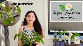 Air purifying indoor plant 💨 Fatsia Japonica  care amp info  how to propagate 🪴 [upl. by Zantos154]