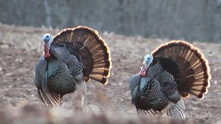 Big Dominate Toms  Wisconsin Spring Turkey Hunting 🔴 [upl. by Schaffel]