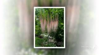 Eremurus  garden plants [upl. by Alexandre597]