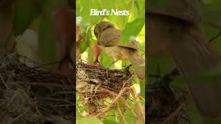 Birds Nests  beautiful birds  colorful birds [upl. by Oker]