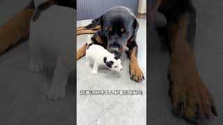 看来孩子都是别人家的好 罗威纳 罗威纳护卫犬 一坨 rottweiler funny 寵物生活 向威 杰克罗素梗pets jackrussellterrier [upl. by Gualterio]