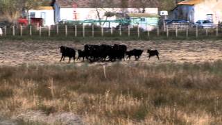 La Camargue au fil des Saisons  Hiver [upl. by Atteyram771]