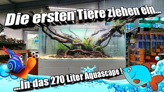 Die ersten Tiere für das 270 Liter Aquascape Show Aquarium [upl. by Allenotna593]