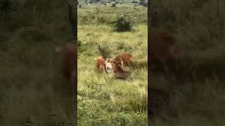 Impala’s lock horns impala fighting wildlife wildanimals animals nature forest animallover [upl. by Wasserman]