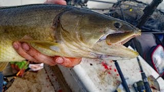 River Fishing  9 Species Slam  Catching Catfish Bluegill Bowfin [upl. by Annahtur]