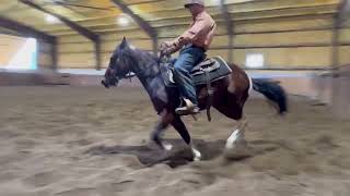 HighBrows Bruiser  2022 Gelding  5th ride  62824 [upl. by Vasya]