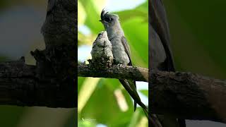 Crested Tree Swift [upl. by Cormier]