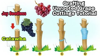 EASY GRAFTING METHOD  UNROOTED GRAPE CUTTINGS FOR BEGINNERS 🍇 [upl. by Ethelbert]