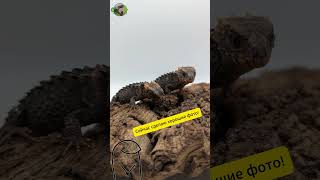 Мы или не мы😂 рептилии nature сцинк рептилии сцинк reptiles lizard tribolonotus [upl. by Stevie389]