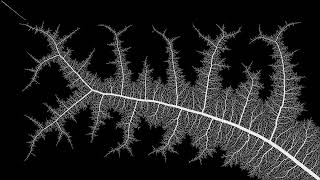 hyphae Probabilistic [upl. by Hertz]