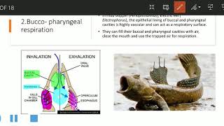 Accessory Respiratory Organs in Fishes Important essay  Bsc Zoology  Malayalam [upl. by Brucie]