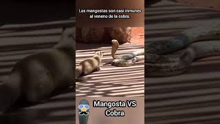 Mangosta VS Cobra ¿Sabes quien gana [upl. by Leizo53]