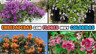 10 ENREDADERAS con MUCHAS FLORES muy COLORIDAS [upl. by Leveroni]