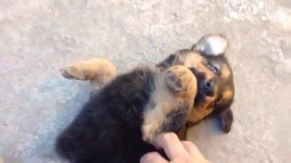 6 week old german shepherdgolden retriever mix loves a chest scratch [upl. by Inamik501]