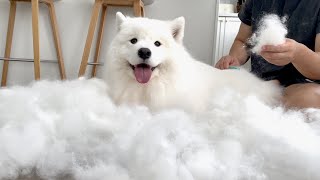 Brushing a samoyed for 3 hours straight [upl. by Hsara]