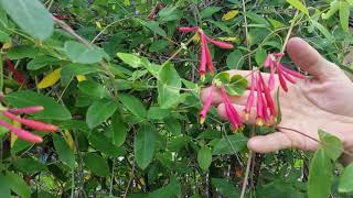 Attract HUMMINGBIRDS to Your Yard with Coral Honeysuckle a Florida Native Plant TIP 2 [upl. by Trixie346]