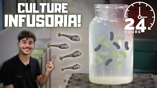 How to Culture Infusoria Easiest and Fastest Methods [upl. by Avin]