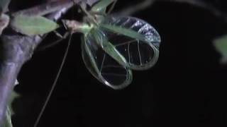 DJ Oecanthus stridulating tree cricket slowed to 14 speed [upl. by Annaoj]