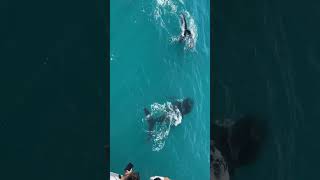 Kimberley Australia 🇦🇺 expedition SeabournCruiseLine whales Australia [upl. by Adnirod142]