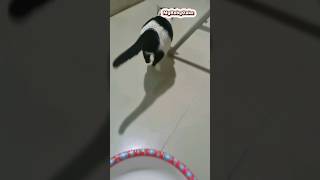 Cat Diary 25 June 2024 mybabycake cat catfood feed feeding cute animal short humor viral [upl. by Anisor305]