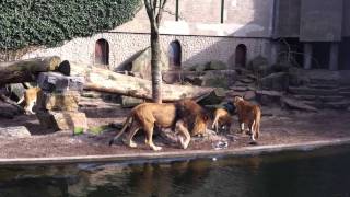 Leeuwen pakken reiger in Artis [upl. by Yves]