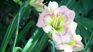 hybridizing daylilies at Gardens Plus [upl. by Nosyd]