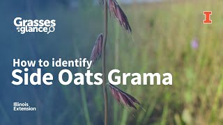 How to Identify Side Oats Grama  Grasses at a Glance [upl. by Treblah368]