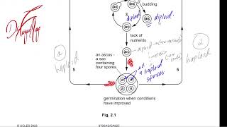 Haploid amp diploid life cycle fungi solved p4 [upl. by Rauch]