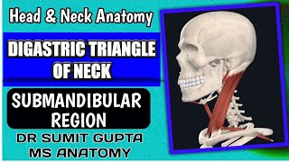 DIGASTRIC TRIANGLE  Anatomy [upl. by Ecinrev868]