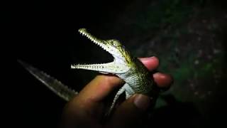 Baby freshwater crocodile Crocodylus johnsoni vocalizations [upl. by Oravla]