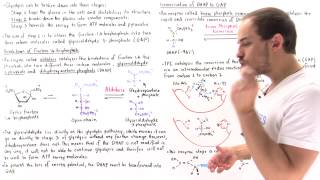 Stage 2 of Glycolysis Steps 45 [upl. by Nahc]