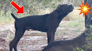 Cane Corso Puppy Protection Instincts  Loud Warning Bark [upl. by Llewon]