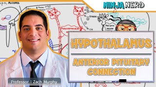 Endocrinology  Hypothalamus Anterior Pituitary Connection [upl. by Ahsetra]