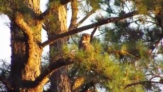 Great Horned Owl being harassed by Brownheaded Nuthatches [upl. by Virge557]